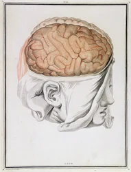 Le cerveau, de 